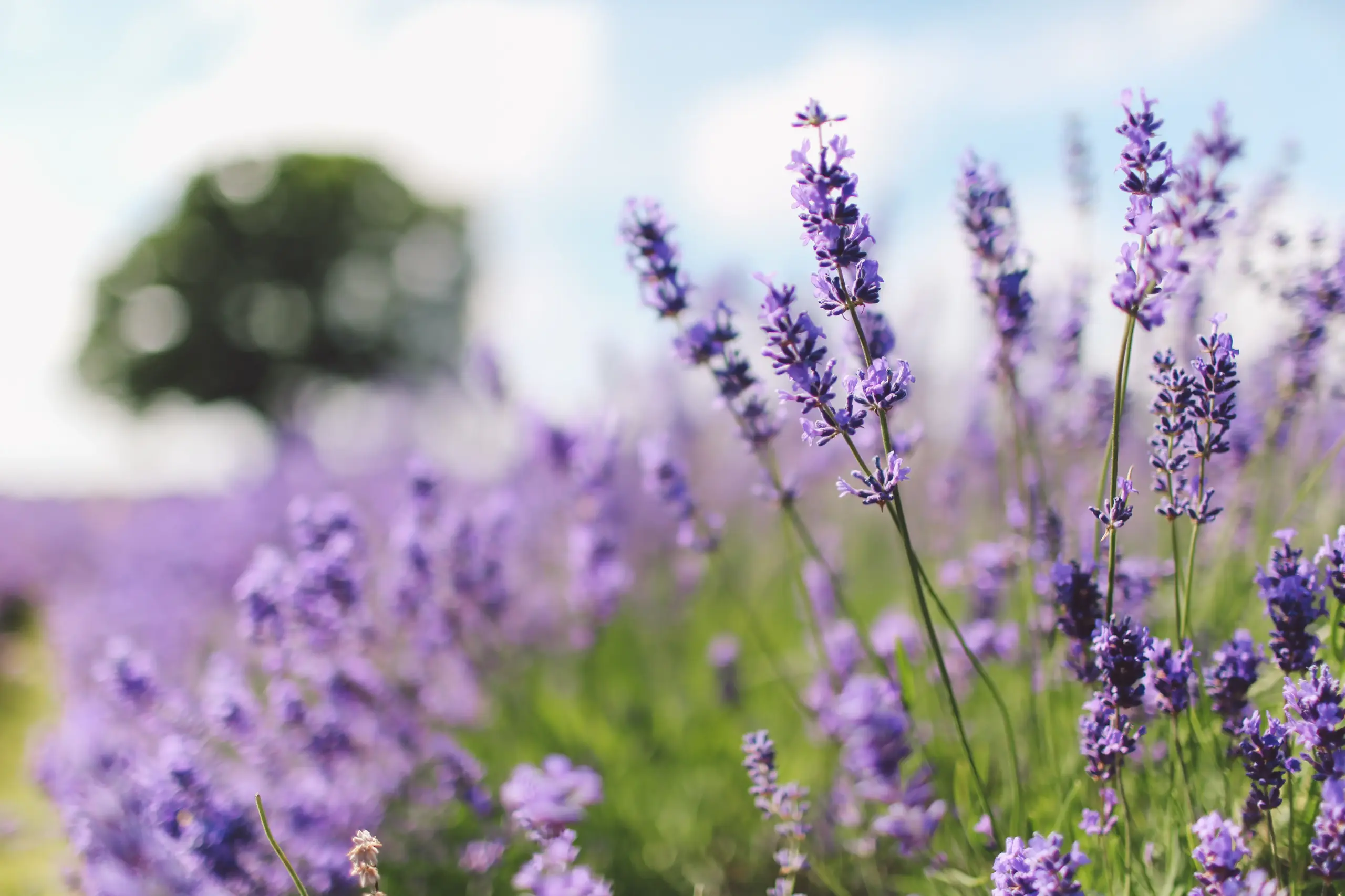Lavendel i blom mot ljus himmel i mjuk sommarbelysning